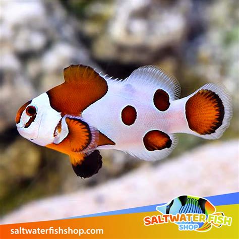 designer clownfish gucci|clownfish for sale near me.